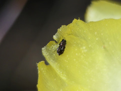 Tetragonoschema