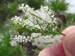 Polygonella polygama