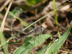 Brachythemis impartita