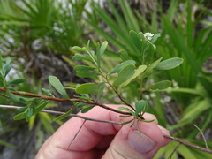 Polygonella polygama