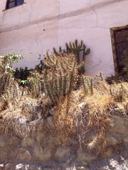 Austrocylindropuntia subulata