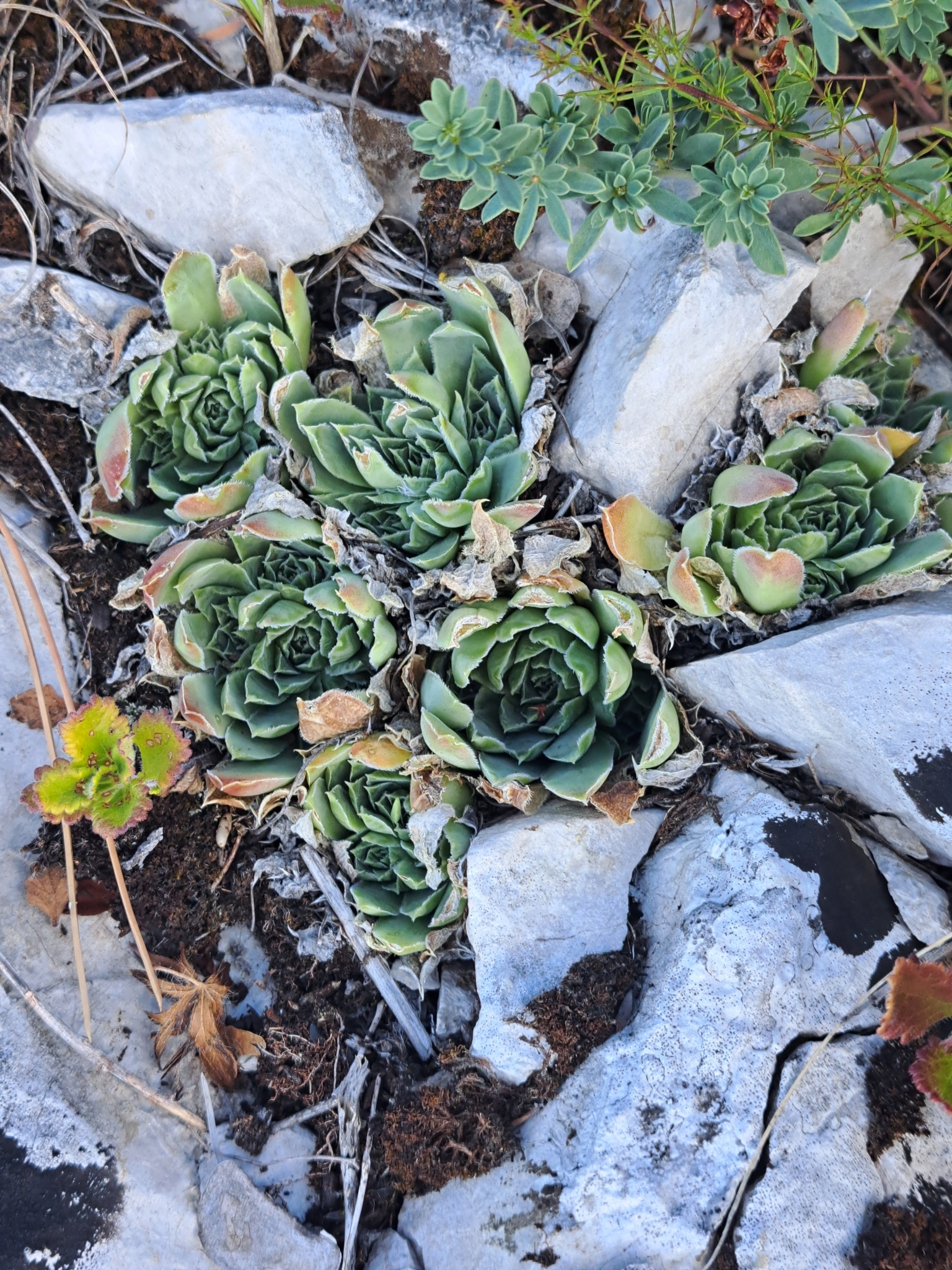 Sempervivum heuffelii 'Torrid Zone'