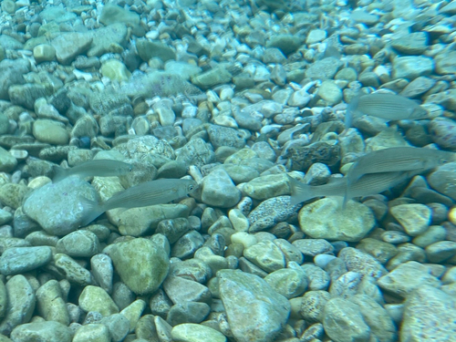 Oedalechilus labeo