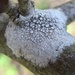 Rim Lichen - Photo (c) Paul Cook, some rights reserved (CC BY-NC-ND), uploaded by Paul Cook