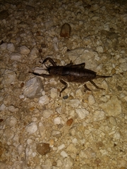 Nesoecia nigrispina