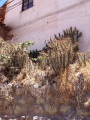 Austrocylindropuntia subulata