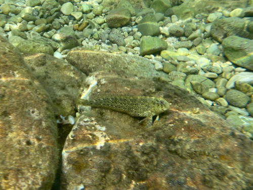 Parablennius sanguinolentus
