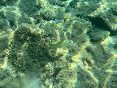 Symphodus tinca
