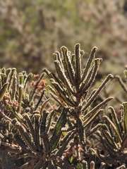 Ceanothus papillosus
