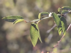 Ceanothus integerrimus