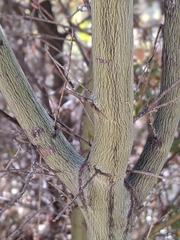 Ceanothus integerrimus