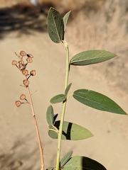 Ceanothus integerrimus