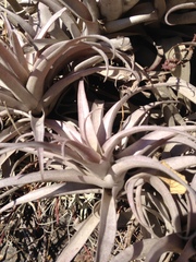 Tillandsia cauligera