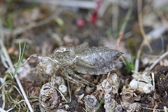 Leucorrhinia caudalis