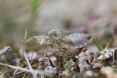Leucorrhinia caudalis