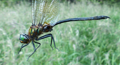 Somatochlora kennedyi