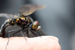 Leucorrhinia caudalis