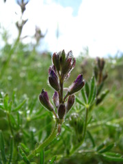 Lupinus bicolor
