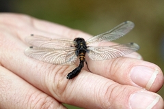 Leucorrhinia caudalis