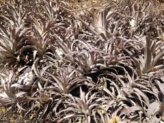 Tillandsia cauligera