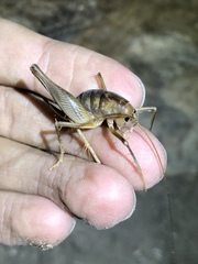 Ceuthophilus secretus