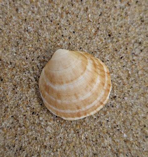 Glycymeris glycymeris