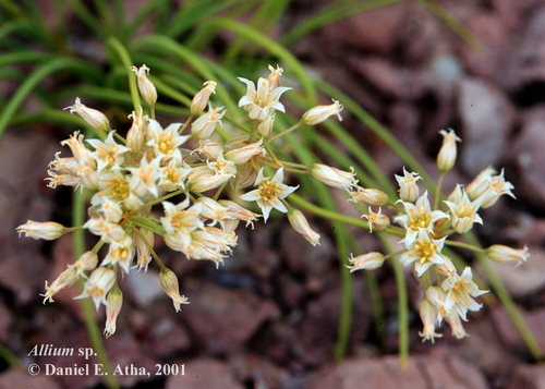 Textile onion (Allium textile)