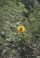 Prosopis strombulifera