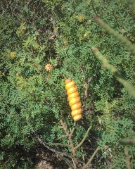 Prosopis strombulifera