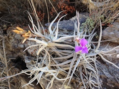 Tillandsia paleacea