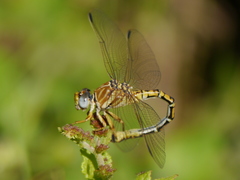 Crenigomphus renei