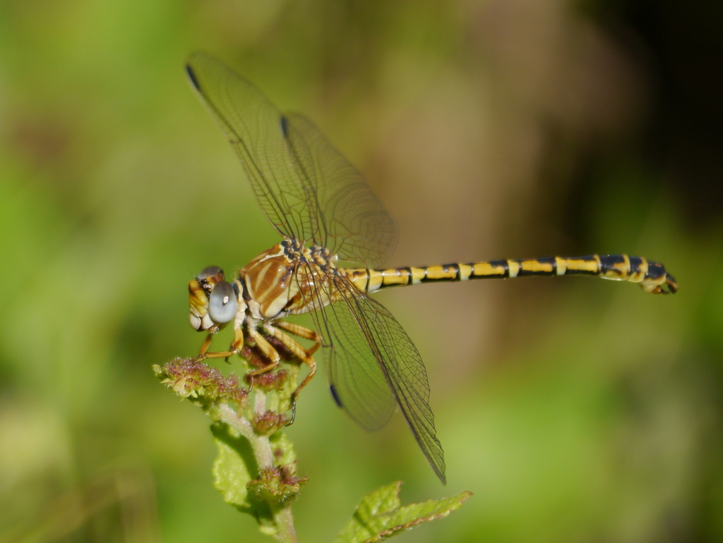 Western Talontail