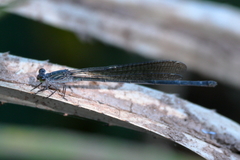 Pseudagrion jedda