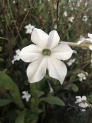 Nicotiana alata