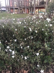 Nicotiana alata
