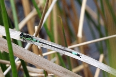 Coenagrion armatum