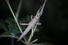 Canachus alligator