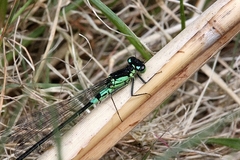 Coenagrion armatum
