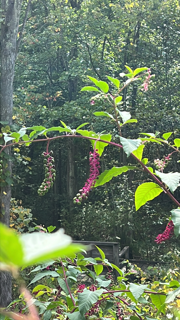 American pokeweed