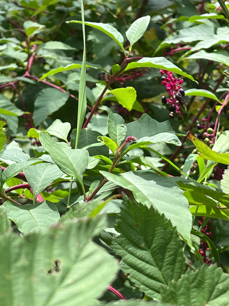 American pokeweed