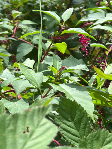 American pokeweed