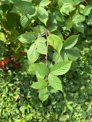 Allegheny blackberry