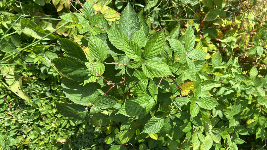 Allegheny blackberry
