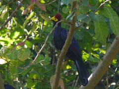 Musophaga rossae