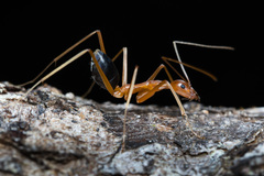 Leptomyrmex pallens