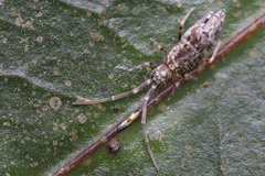Paronellidae