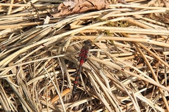 Leucorrhinia rubicunda