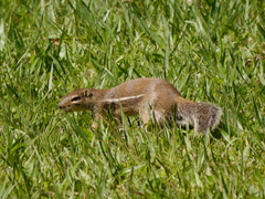 Euxerus erythropus