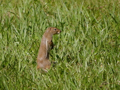 Euxerus erythropus