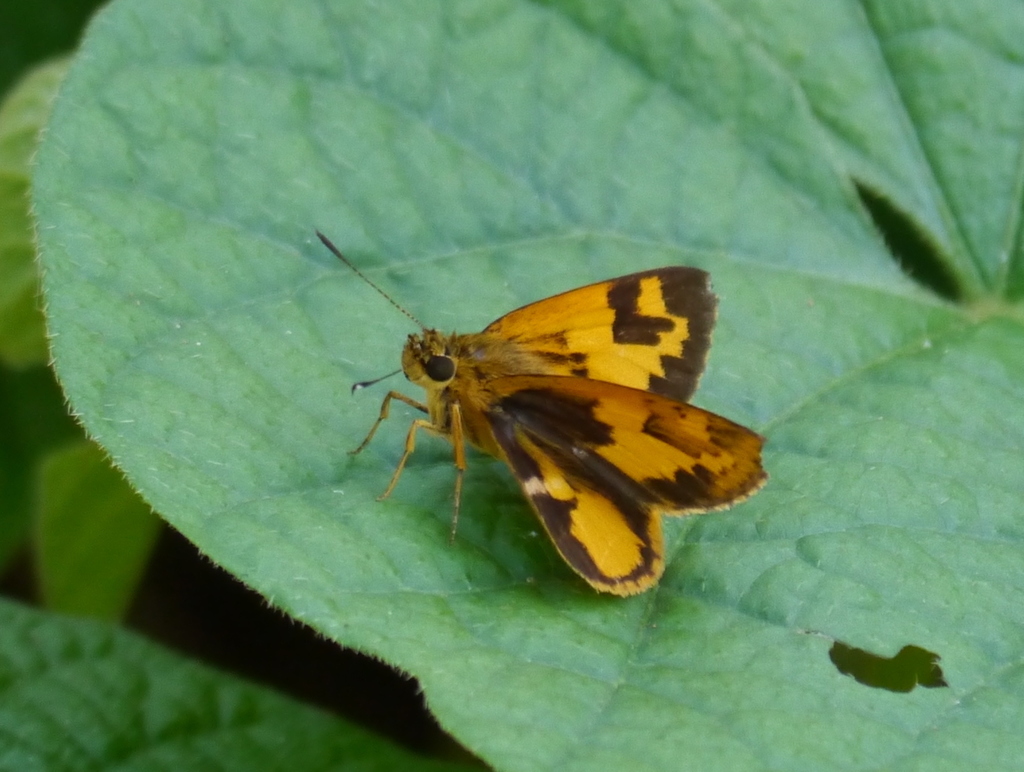 Savanna Pathfinder